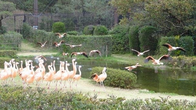 宮崎市フェニックス自然動物園